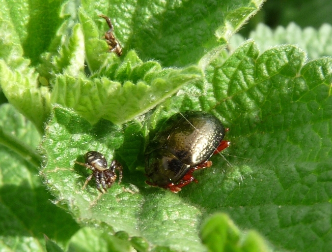 Crisomelide da identificare: Chrysolina bankii